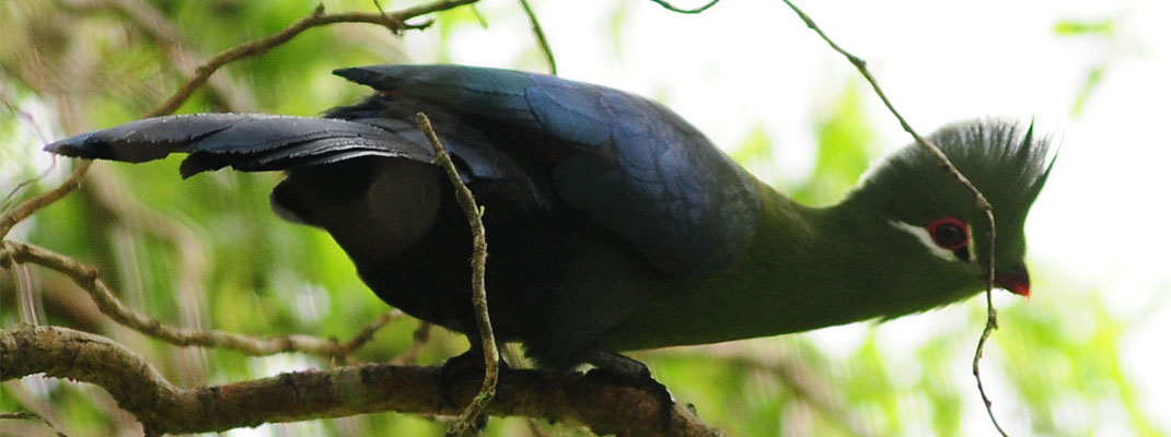 Masescha Knysna Lourie Turaco Courtesy of Rene Schaaf